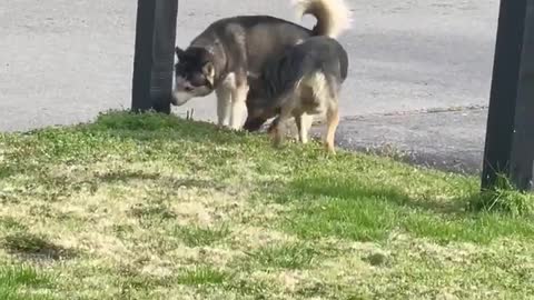 Dog Attack