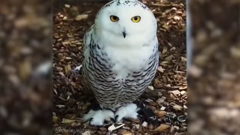 Funny Animals Videos 2022 Best Of Funny Animal Videos