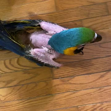 Bird walking around the house