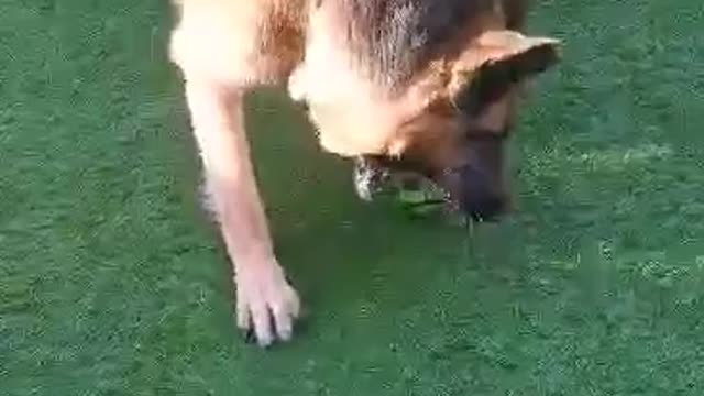 German shepherds playing