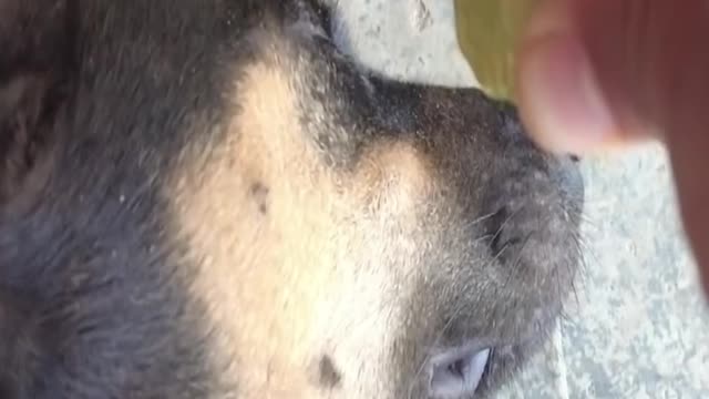 Dropped lemon juice on Dog's mouth