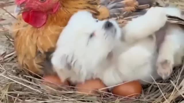 Dog And Hen love
