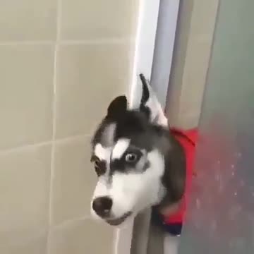 husky argue with his owner.mp4