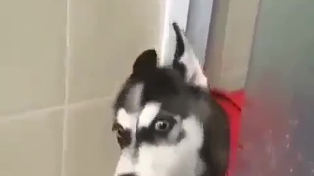 husky argue with his owner.mp4