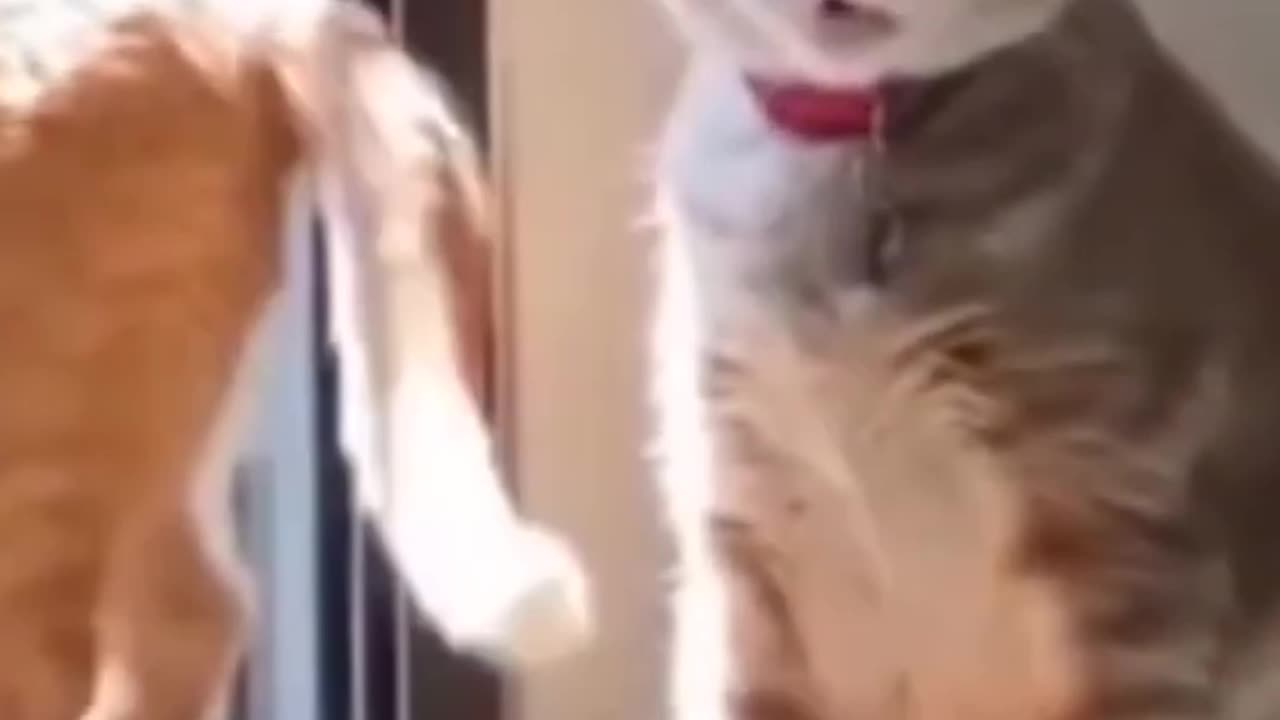 Funny animal videos 😄😂