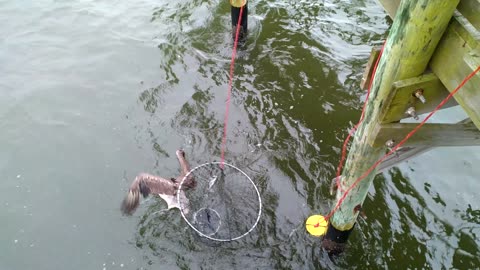 Pelican was released Unharmed