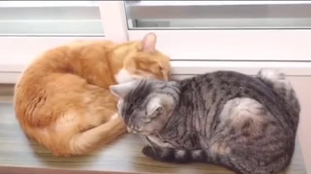 , the cat can understand human's kiss # # the cat