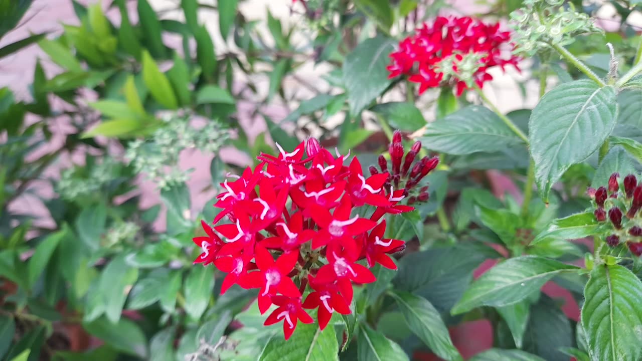 My garden