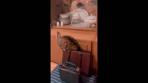 New Funny Animals, Funniest Cats and Dogs Videos 82