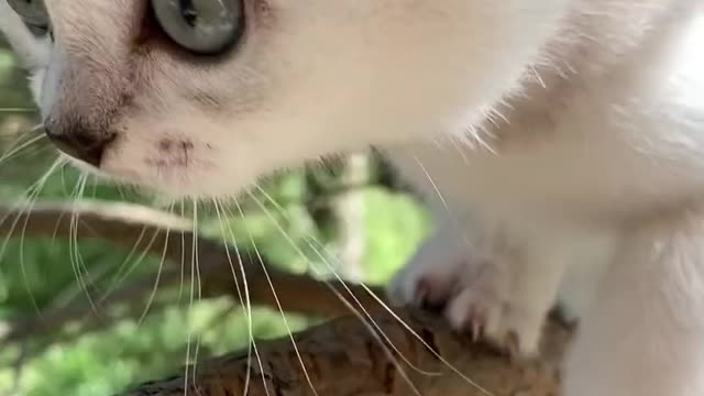 Cute kitten walking on the branch