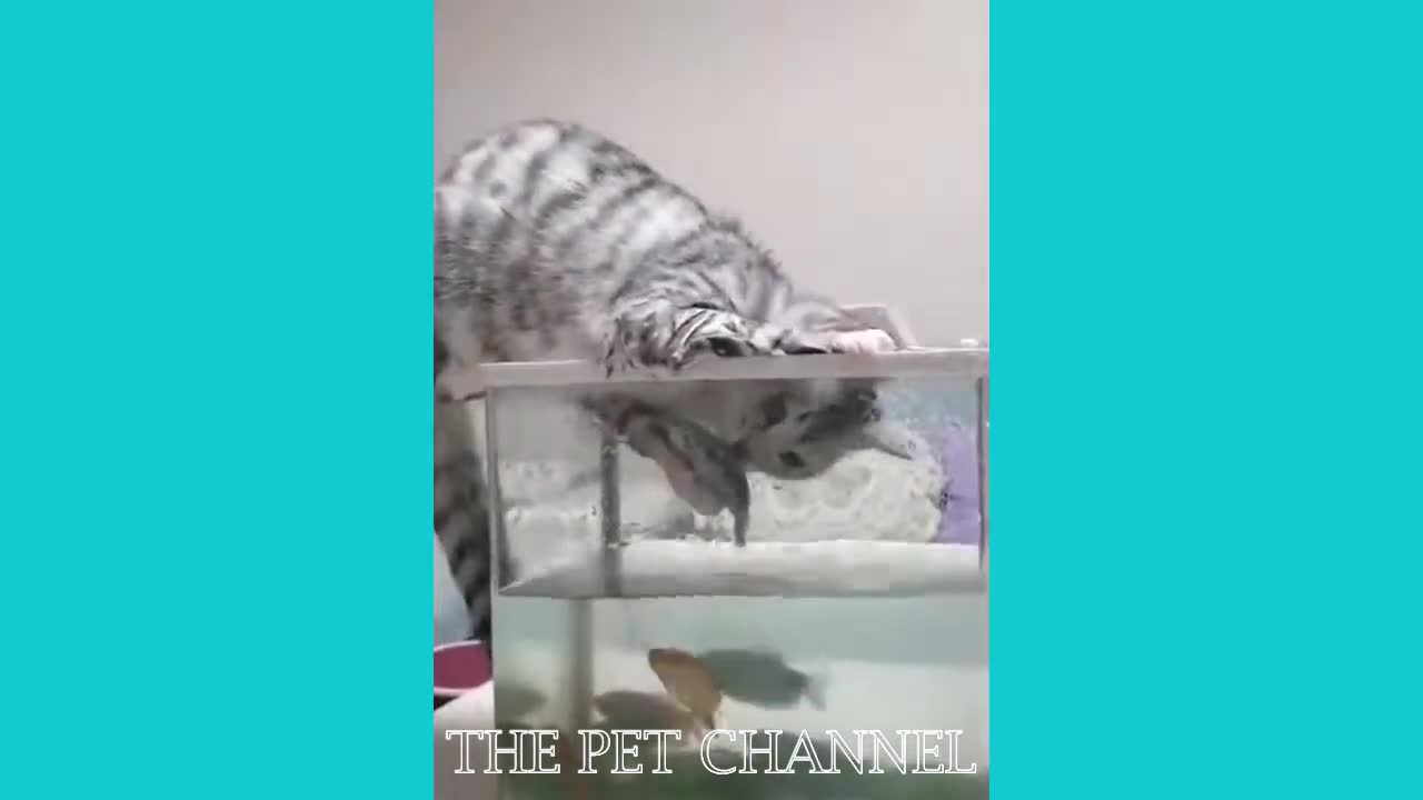 TRY NOT TO LAUGH - Funny and Hilarious Cats and Dogs compilation