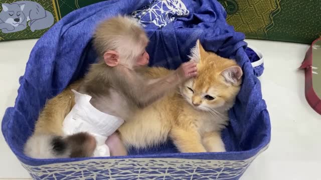 Macaco ensina o gato a brincar com brinquedos