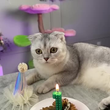Happy birthday Kisa 🥳 #cat #cats.
