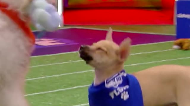 PuppyBowl