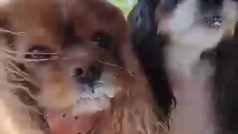 Dog video 21# funny moment dog