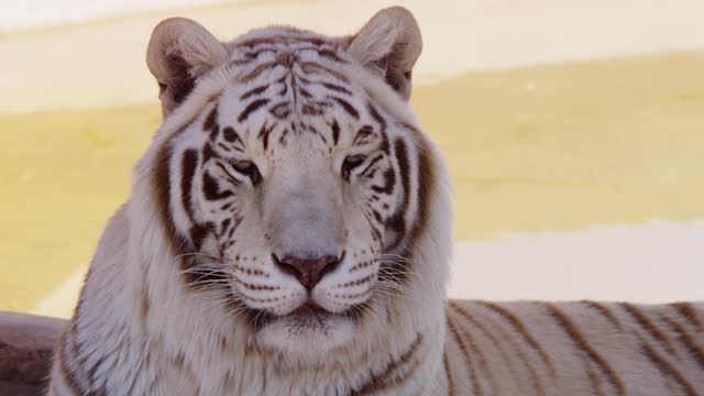 Close Up Of A White Tiger Resting Near A Tree And A Little Lake