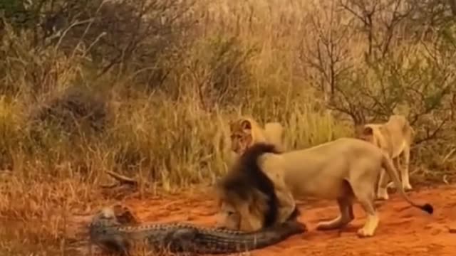 A lion is helpless against a crocodile