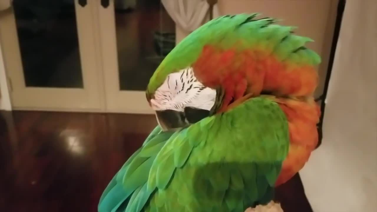 Parrot sleeping