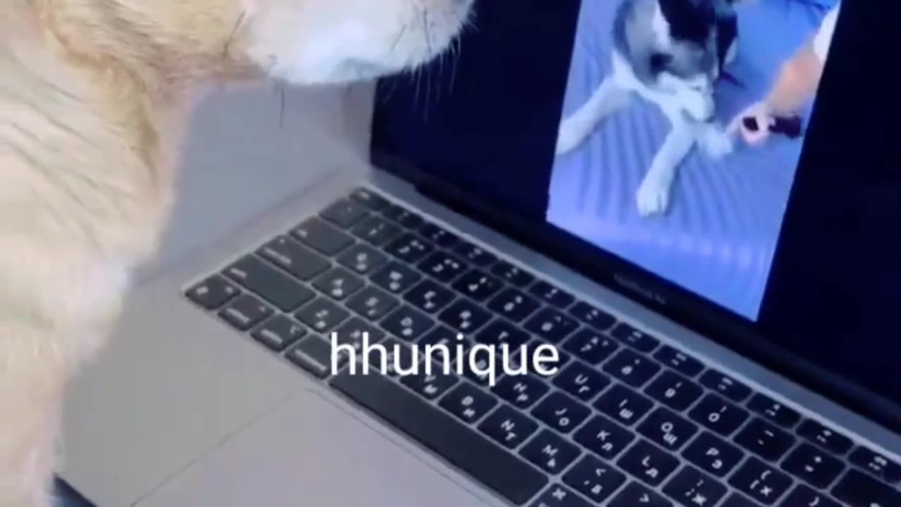 husky is a love