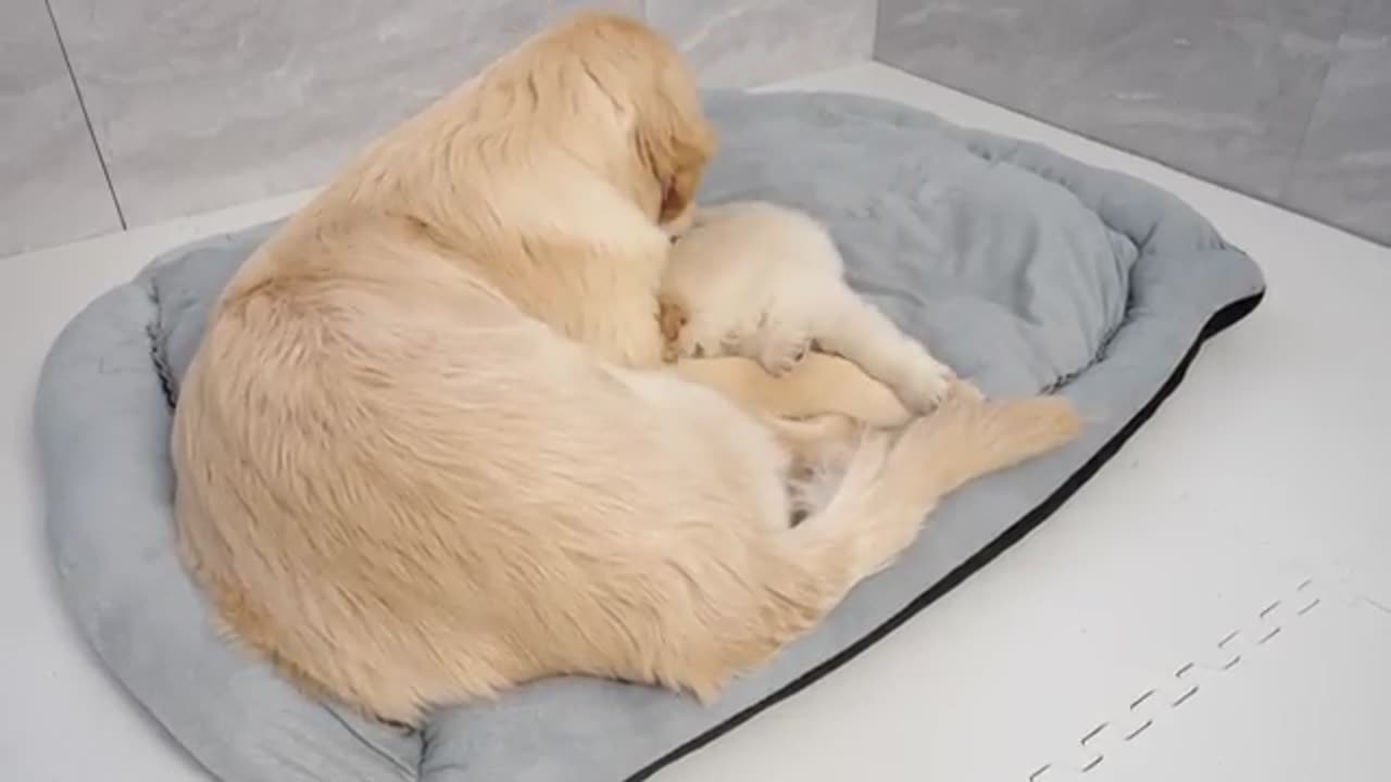 #Golden #Retriever #Puppy #Love #Entertainment #Funny and Cute Animals #Video 34