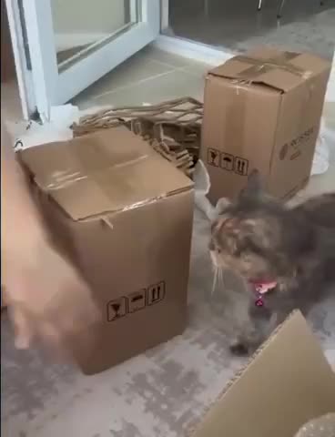 Can your pet cat be this helpful?