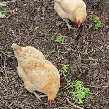 OMC! Two Orpingtons eating clover also a little pecking and scratching! #orpington #chickens #shorts