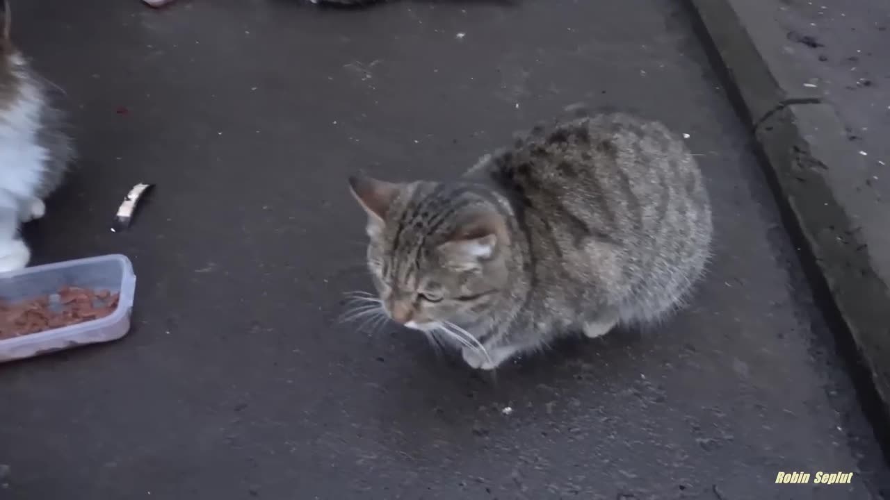 Cat eating food