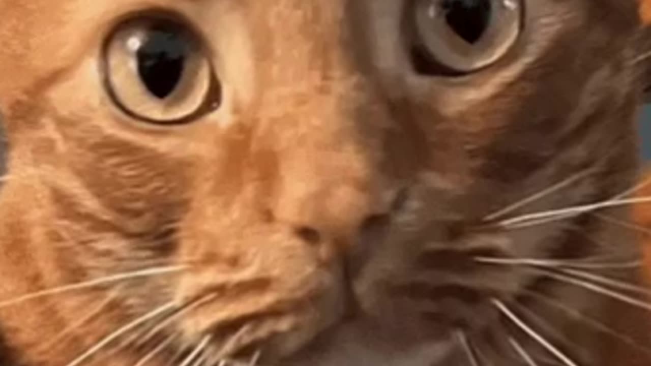 Cute Cat Gif