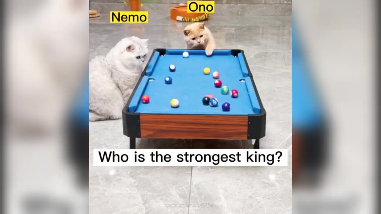 Funniest Animals 2023 π Funny Cats and Dogs πΊπΆ | Funny Animal Videos