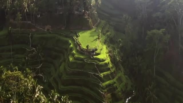 Wonderful View in Tegallalang rice terrace - Ubud, Bali