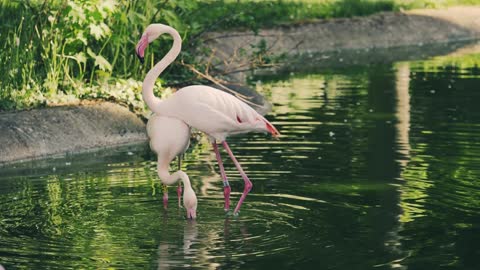 beautiful flamingo