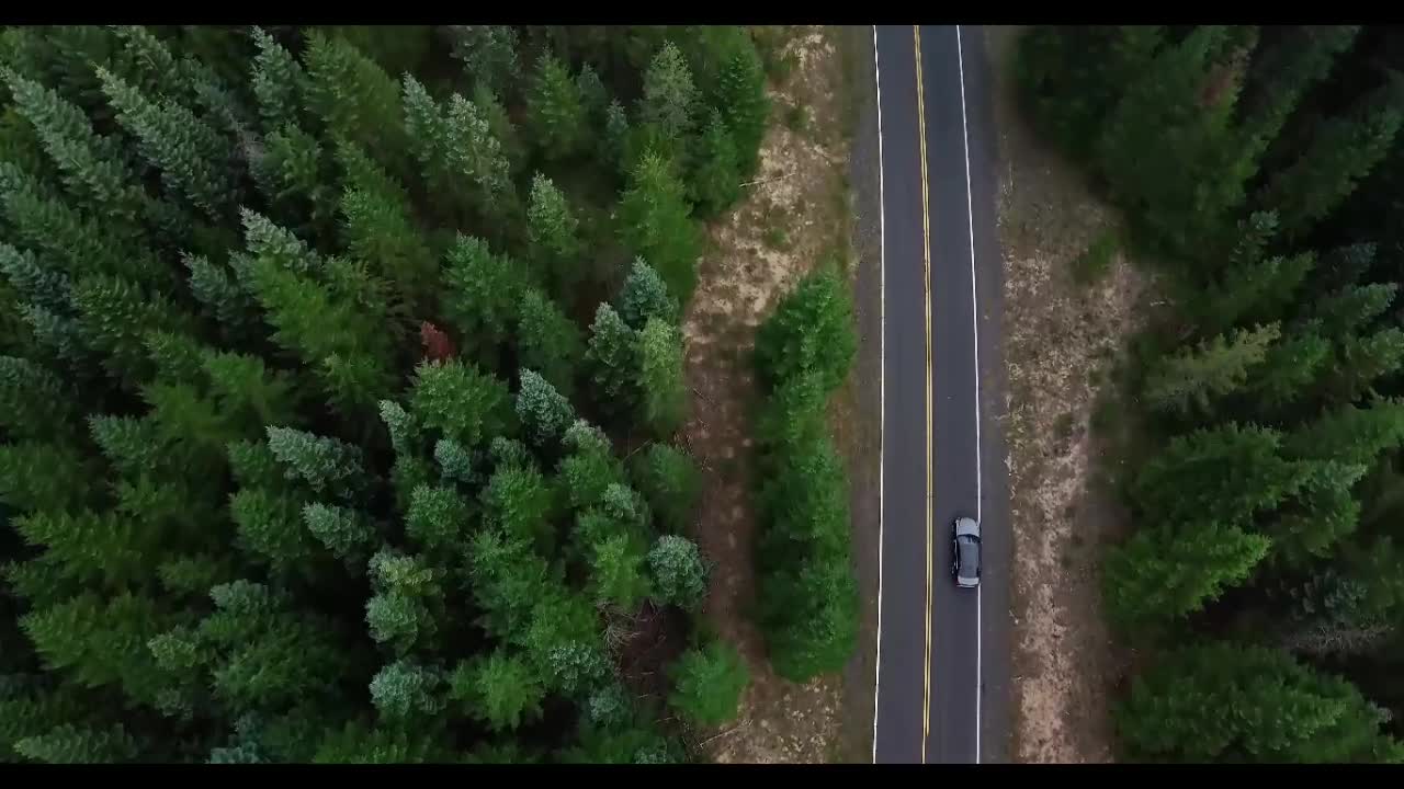 Winding road in the forest