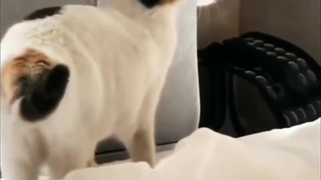 Cute kitten series