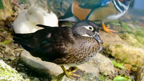 A beautiful duck video