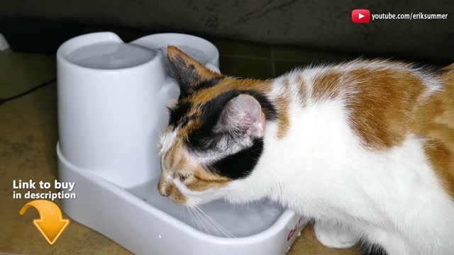 Cat Mate Pet Drinking Fountain Why it's GOOD for your cat!