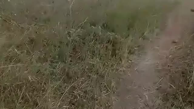 Abandoned Dead Ukrainian Soldiers In Donetsk