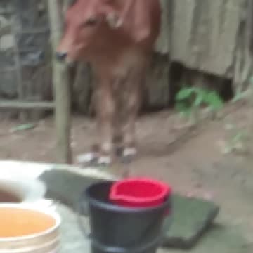 Little Two Goat Funny videos| Lovely Little Cat videos and Little Cow