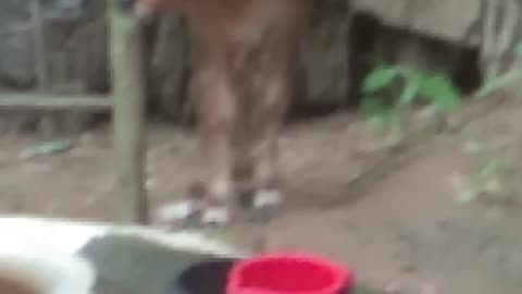 Little Two Goat Funny videos| Lovely Little Cat videos and Little Cow