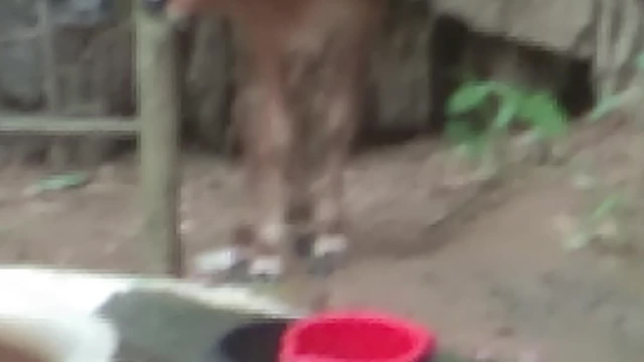 Little Two Goat Funny videos| Lovely Little Cat videos and Little Cow