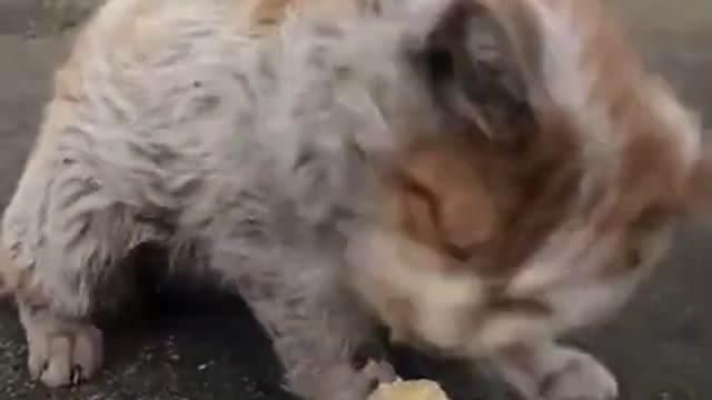 Cute Cat | Cute Pets Funny Animals Compilation #shorts #354