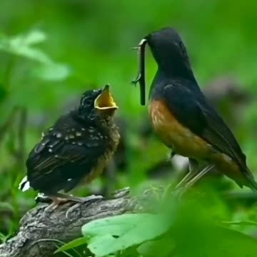 Birds mother feeding their hungry barbies