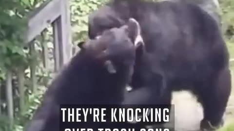 SAVAGE BEAR BRAWL IN THE SUBURBS