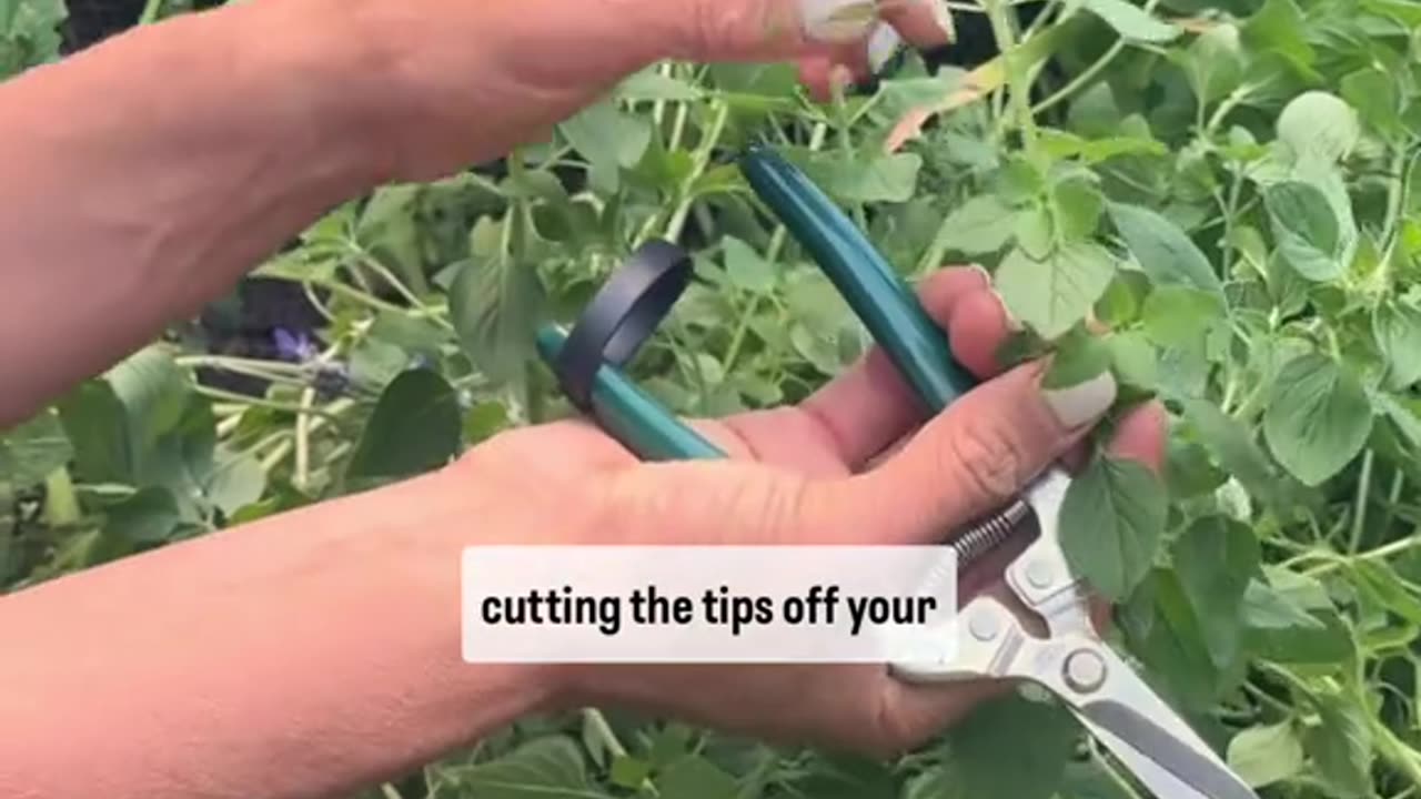 "Grow Fresh Oregano All Year Round: Ultimate Winter Gardening Tips 🌱❄️"