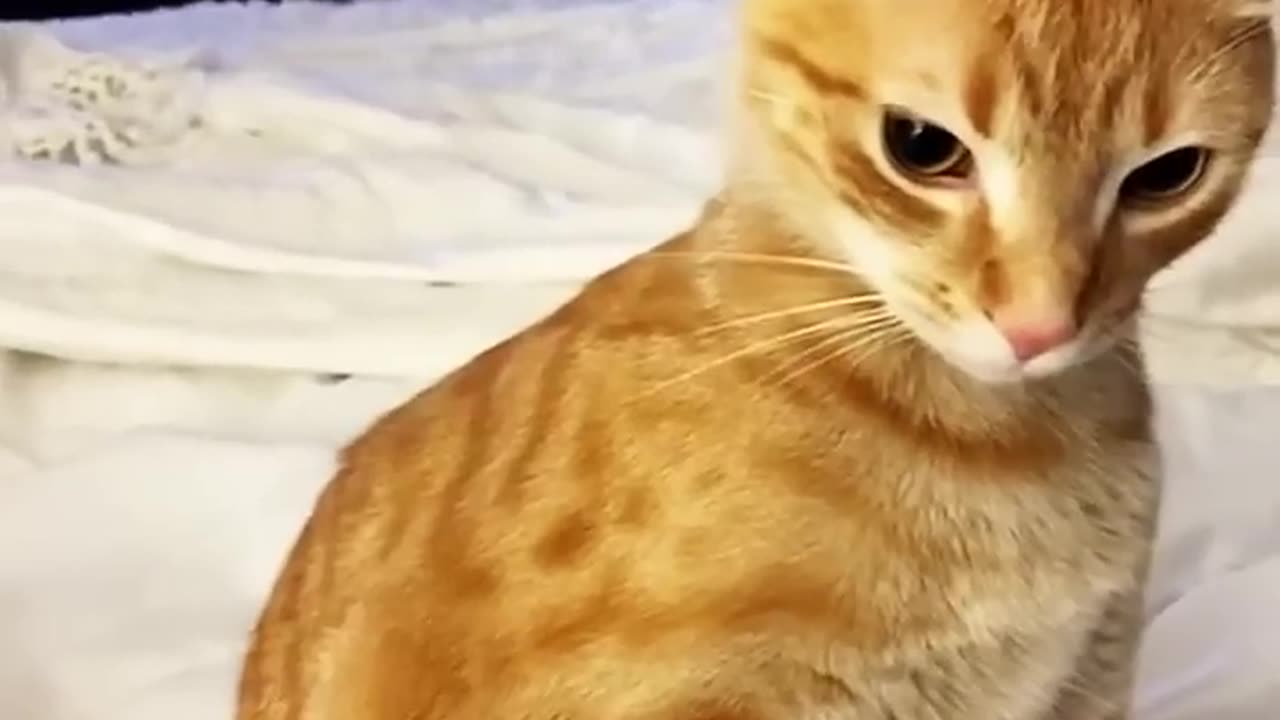 🐱Don’t touch me 😈😈 #cat #pets #funny #animals #shortsvideo #shorts