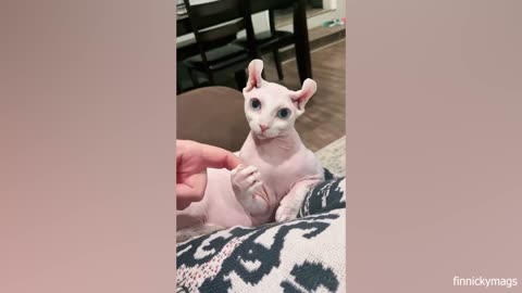 Funny cat videos | Funny animal video | Cute cat and dogs videos |Hilariois animals