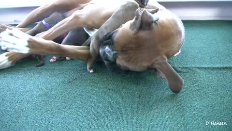 Three Day Old Boxers