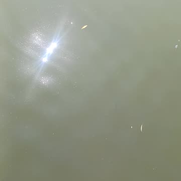 Baby snapping turtle