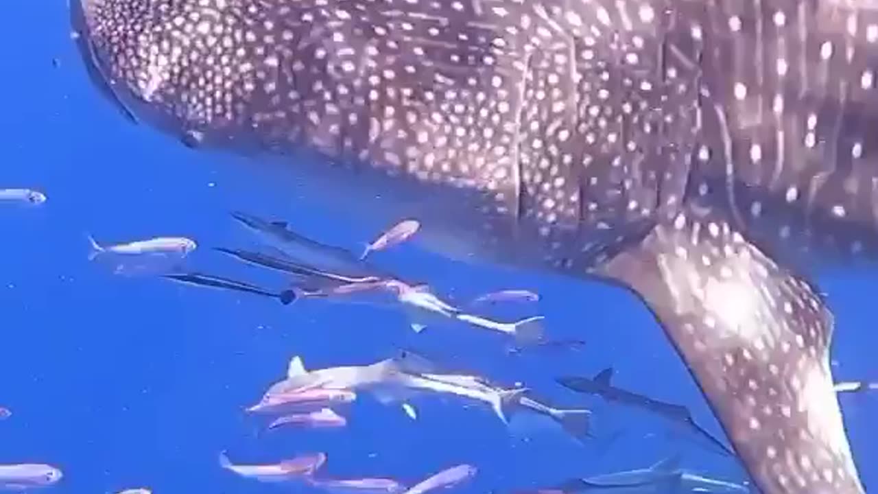 Wildlife