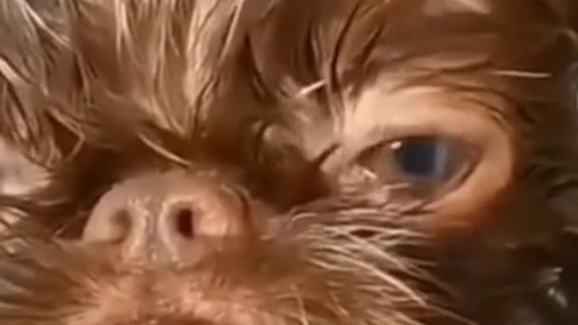 So funny cute ❤ dogs 🐶 and cats 🐱 part 30