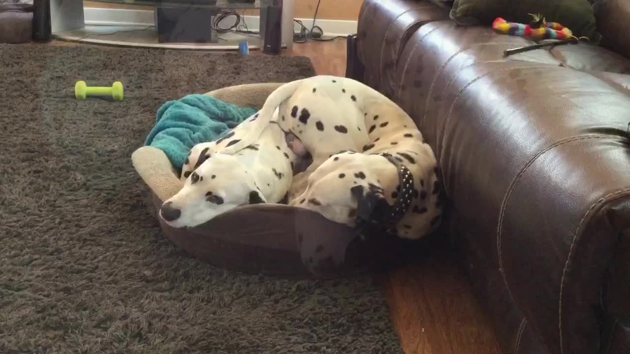 Pregnant Dalmatian takes up the entire bed